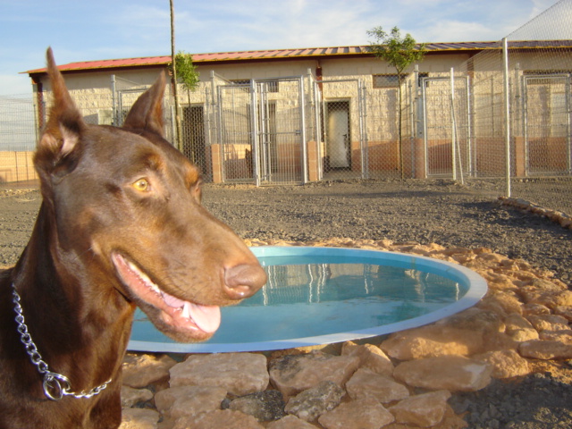 Perro disfrutando de un espacio exterior