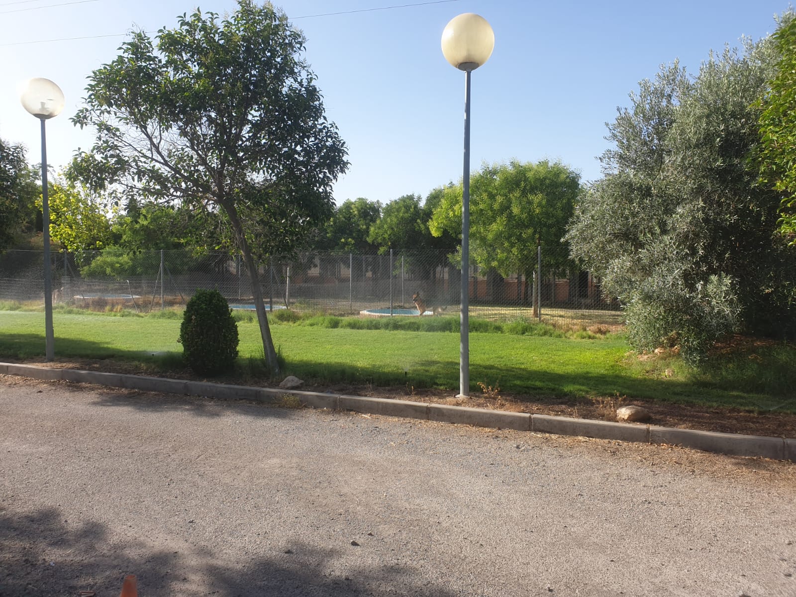 Perro en una zona de recreo